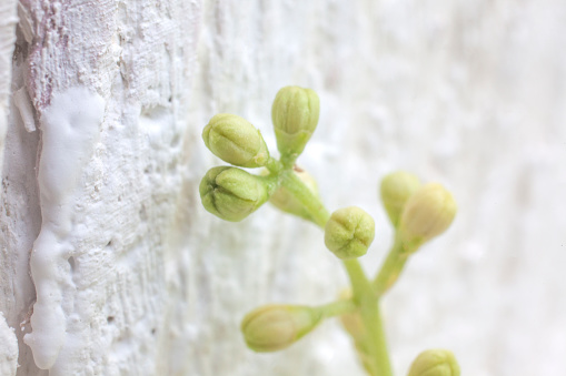 Macro Shot of Olive Buds  on White Painted Wooden Background