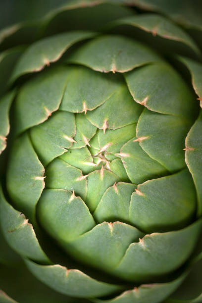 Macro Photo of Top of the Artichoke Bulb From Above