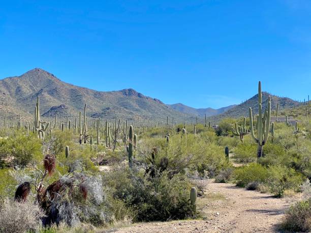 istock Saguaro National Park 1225665215