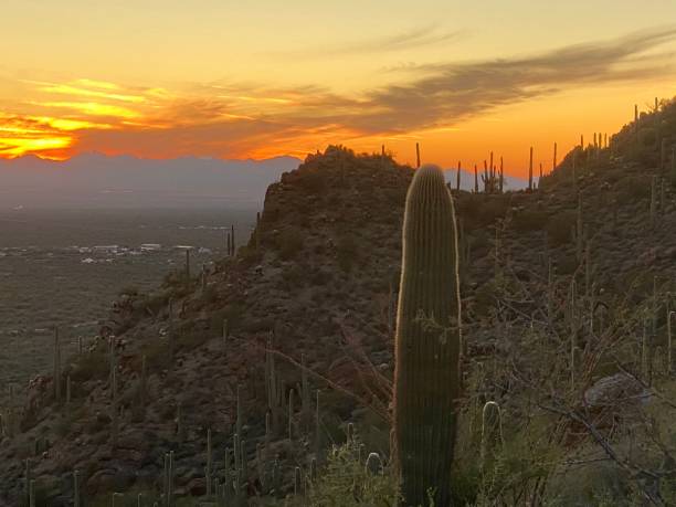 istock Sunset in Saguaro National Park 1225665223