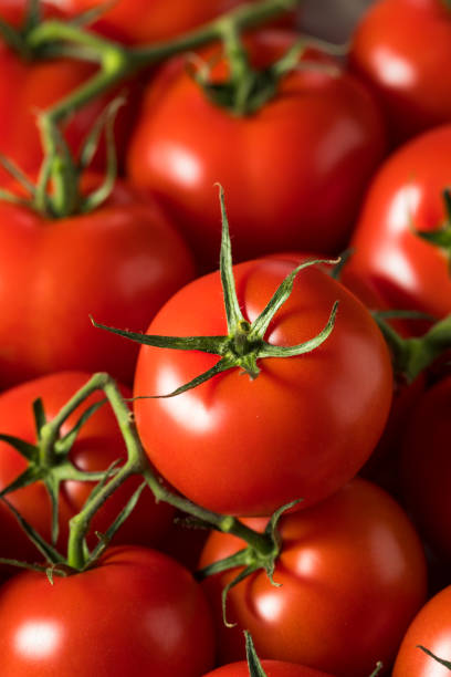 istock Raw Organic Vine Ripe Red Tomatoes 1225667062