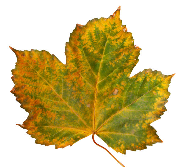 istock Autumn maple branch with leaves  isolated on  background 1225667260