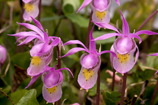 A closeup of three Fairy Slipper wildflowers, also known as Calypso Orchids. Image captured in June in the Colorado Rocky Mountains at an elevation of 9,500 feet.