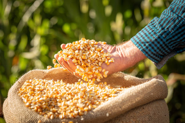 농장 옥수수 - corn crop corn field agriculture 뉴스 사진 이미지