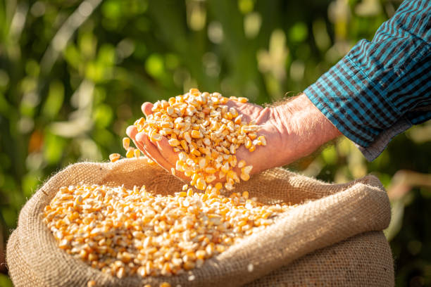 farm corn - corn crop corn field agriculture imagens e fotografias de stock
