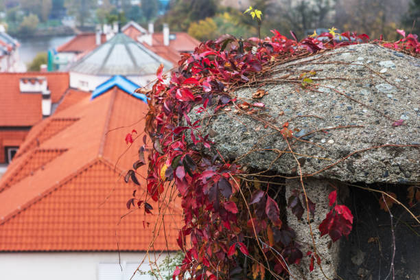 ivy close up overlooking tiled roofs