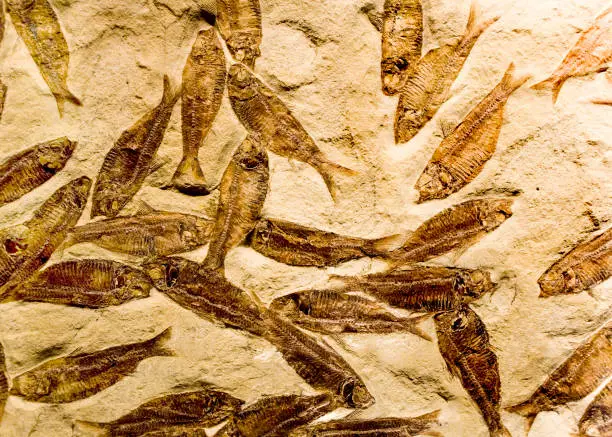 Photo of fossil fish from Green River