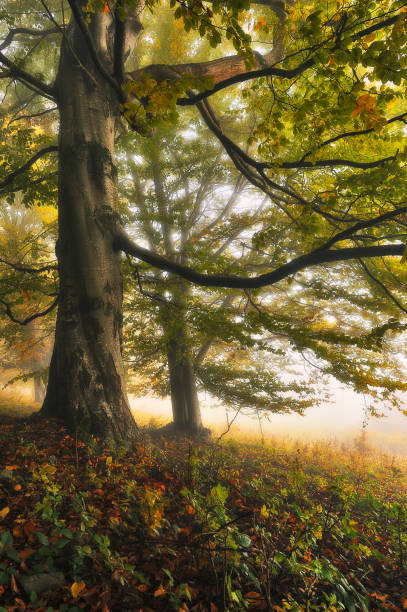 istock autumn forest. morning fog in a mysterious forest 1225670706