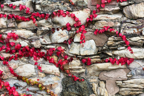 istock ivy on stone wall, abstract grunge background 1225670778