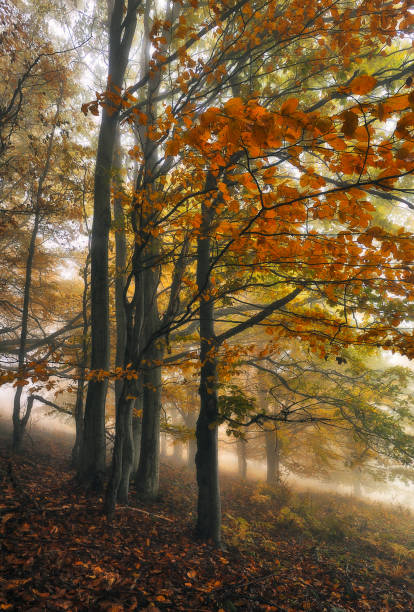 istock autumn forest. morning fog in a mysterious forest 1225670837