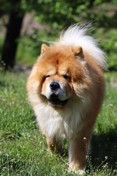 istock Beautiful thoroughbred dog with fluffy hair 1225670894