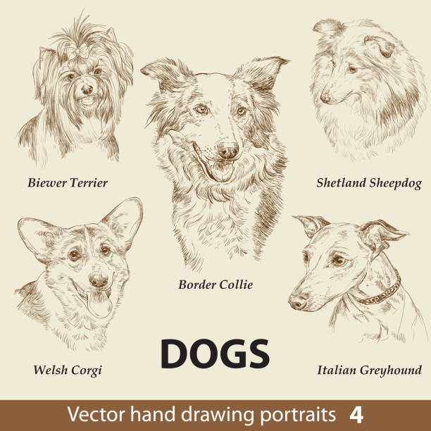 Set of hand drawing dogs 4 Hand drawing set of a cute dogs breeds part 4. Dogs head isolated on beige background. Pencil hand drawn realistic portrait. Animal collection. Good for print T-shirt, banner. Stock illustration border collie drawing stock illustrations