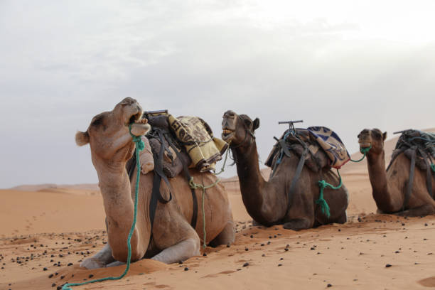 istock Camels in the desert. 1225671557