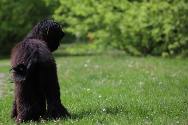 istock Purebred dog with long hair 1225671691