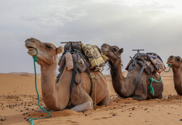 istock Camels in the desert. 1225671756