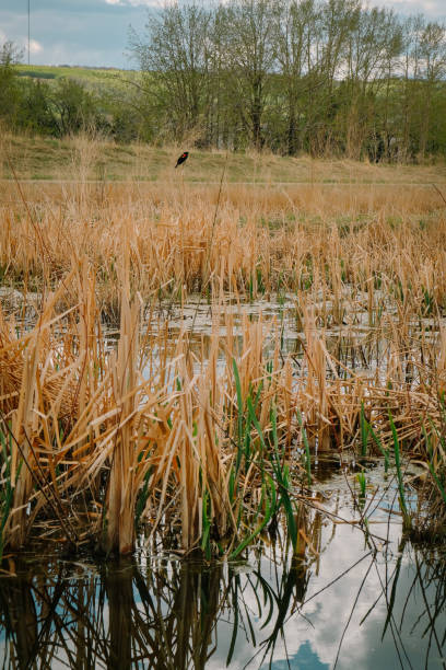 istock Wetland park in Calgary, Alberta 1225672463
