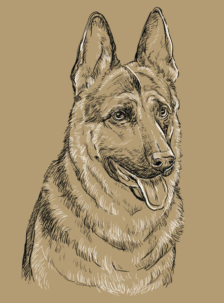 beżowy owczarek niemiecki wektor ręcznie rysunek portret - german shepherd illustrations stock illustrations