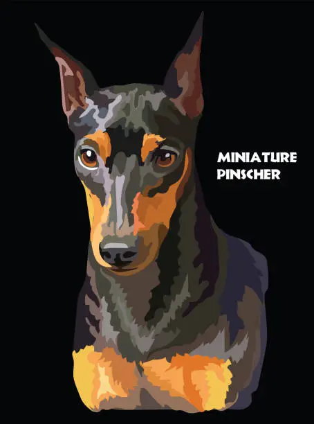 Vector illustration of Miniature Pinscher colorful vector portrait