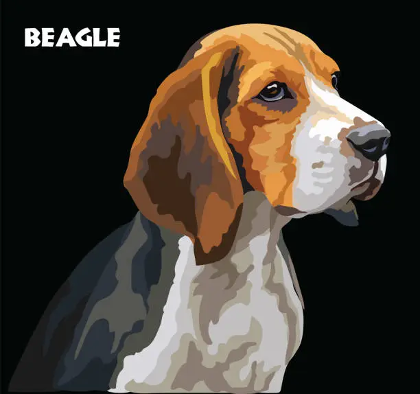 Vector illustration of Beagle colorful vector portrait