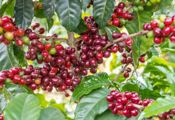 istock Red coffee bean plantation 1225673460