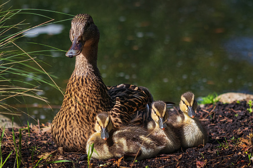 Three baby Mallard ducks with their mother at the park.