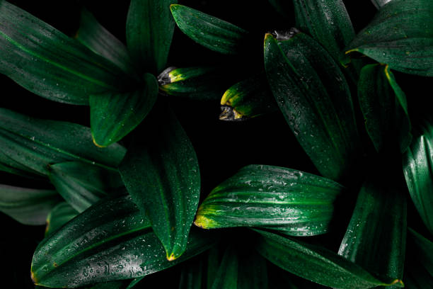 istock drops of water on a green plant 1225675310