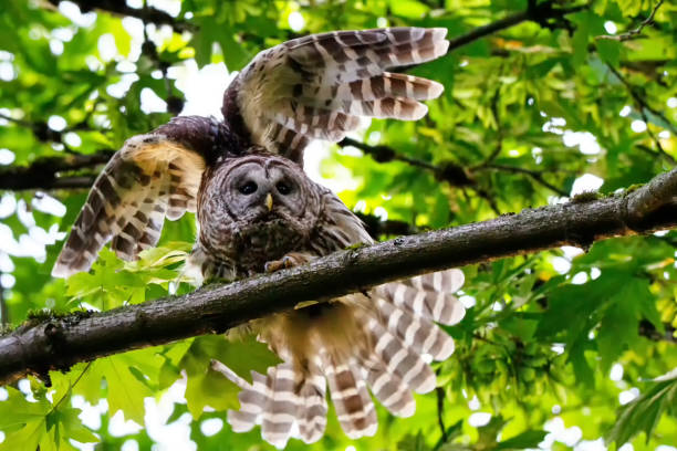 istock Barred Owl dancing on the tree branch, Surrey, BC, Canada 1225676156