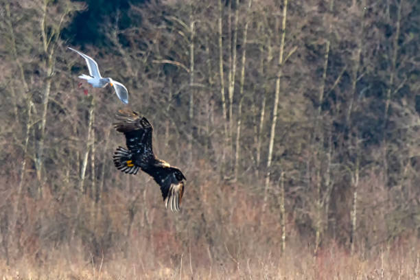 istock seagull following a Juvenile Bald Eagle in flight, Burnaby Lake, Burnaby, BC, Canada 1225676208
