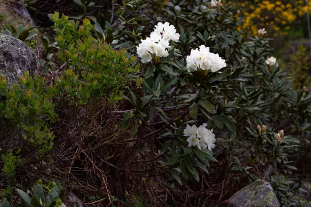 Photo of Rhododendron 'Cunningham's White'. Rhododendrons form one of the biggest botanical class of flowering plants.There are about 1000 species of Rhododendrons, ranging from small shrubs to tall trees.