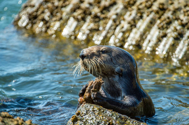 istock Close-up of Sea Otter Banging Shellfish on Shore Rocks 1225678622