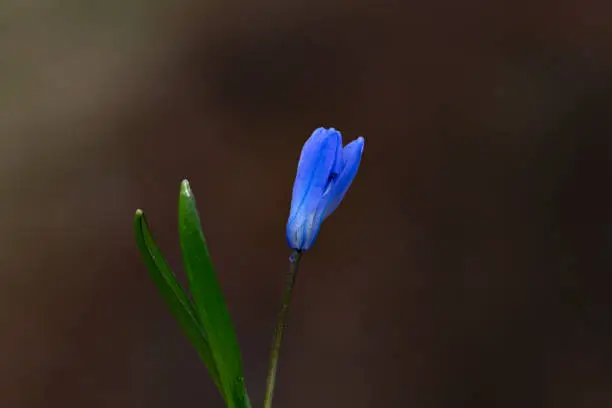 Closeup amsonia orientalis known as European bluestar with blurred background in summer garden
