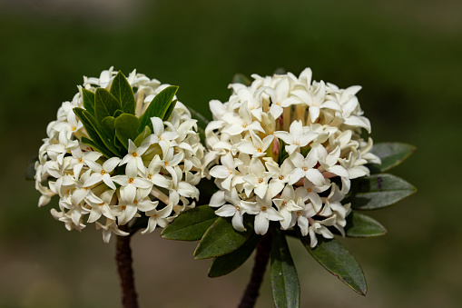 Beautiful white spike flower. King Ixora blooming (Ixora chinensis). Rubiaceae flower.Ixora flower. Ixora coccinea flower in the garden.