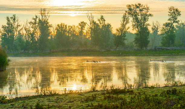 gansos e goslings nadando ao longo da borda de um lago enevoado abaixo de um céu azul amarelo sob a luz do sol ao nascer do sol nebuloso em uma manhã de primavera - treelined forest at the edge of scenics - fotografias e filmes do acervo