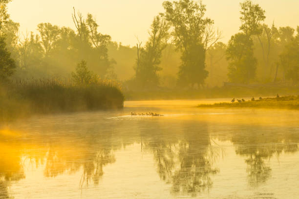 oies et oisillons nageant le long du bord d’un lac brumeux au-dessous d’un ciel bleu jaune dans la lumière du soleil au lever du soleil brumeux dans un matin de printemps - treelined forest at the edge of scenics photos et images de collection