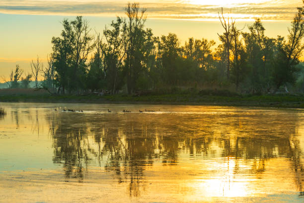 gansos e goslings nadando ao longo da borda de um lago enevoado abaixo de um céu azul amarelo sob a luz do sol ao nascer do sol nebuloso em uma manhã de primavera - treelined forest at the edge of scenics - fotografias e filmes do acervo