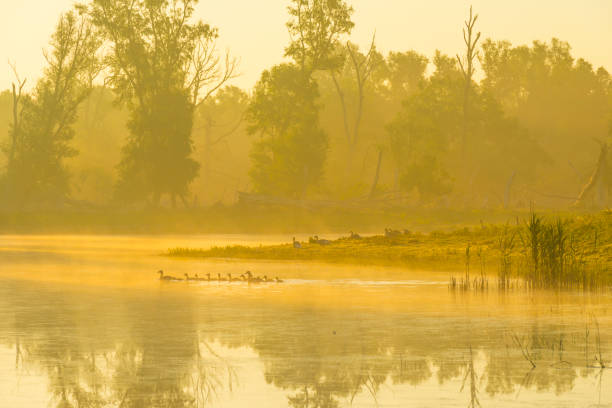 gansos e goslings nadando ao longo da borda de um lago enevoado abaixo de um céu azul amarelo sob a luz do sol ao nascer do sol nebuloso em uma manhã de primavera - treelined forest at the edge of scenics - fotografias e filmes do acervo