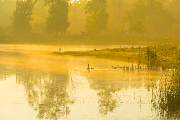 oies et oisillons nageant le long du bord d’un lac brumeux au-dessous d’un ciel bleu jaune dans la lumière du soleil au lever du soleil brumeux dans un matin de printemps - treelined forest at the edge of scenics photos et images de collection