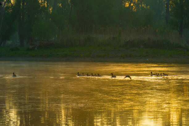 gansos e goslings nadando ao longo da borda de um lago enevoado abaixo de um céu azul amarelo sob a luz do sol ao nascer do sol nebuloso em uma manhã de primavera - treelined forest at the edge of scenics - fotografias e filmes do acervo