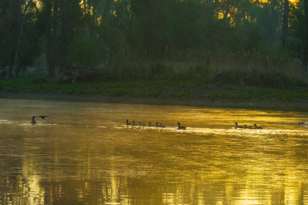 gansos e goslings nadando ao longo da borda de um lago enevoado abaixo de um céu azul amarelo sob a luz do sol ao nascer do sol nebuloso em uma manhã de primavera - treelined forest at the edge of scenics - fotografias e filmes do acervo