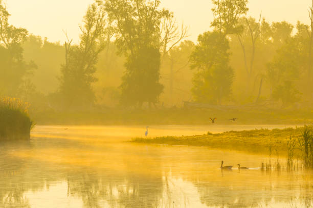 gänse und gänse schwimmen am rande eines nebligen sees unter einem gelbblauen himmel im sonnenlicht bei nebligen sonnenaufgang in einem frühlingsmorgen - treelined forest at the edge of scenics stock-fotos und bilder