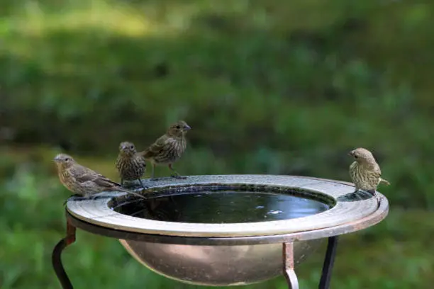 A family of house finch take a break around the bird bath.