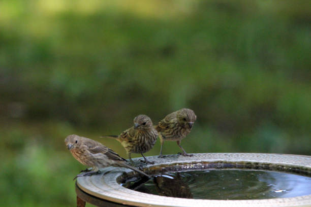 istock House Finch Chicks at Bird Bath 1225681004