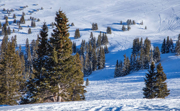 istock Snow Covered Trees Along the Colorado Countryside 1225681186