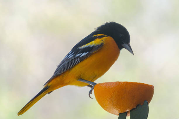 istock A male Baltimore Oriole perched on the side of an orange. 1225683106