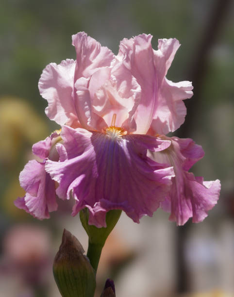 Pink Sherbert Iris Flower stock photo
