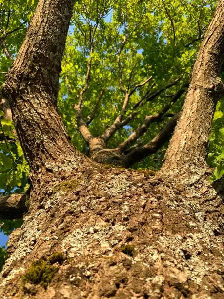 Gnarled, ancient beech, Untersicht, Point, Tegernsee, Upper Bavaria