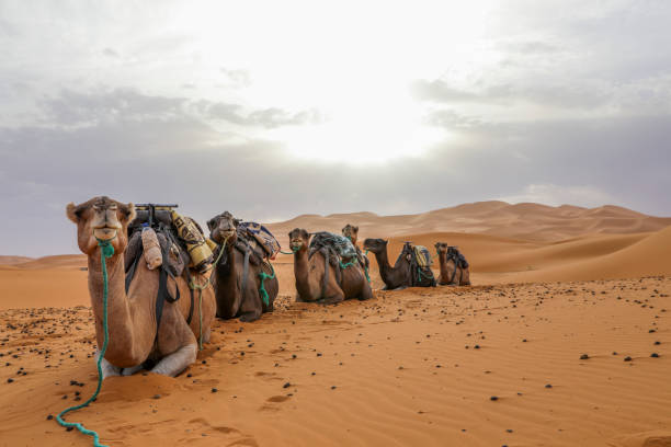 istock Camels in the desert. 1225684490