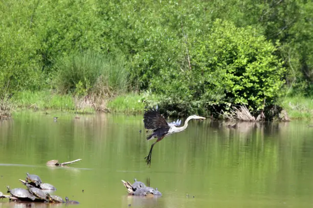 A Great Blue Heron lift-off on small pond near Raleigh, North Carolina USA. Turtles seem to be watching the show. Photo taken with Canon and Sigma telephoto equipment.