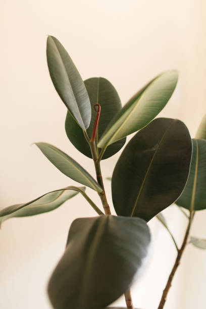 istock Burgundy Ficus Rubber Plant 1225686147