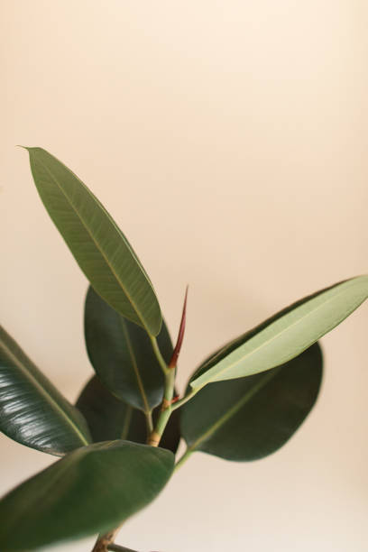istock Burgundy Ficus Rubber Plant 1225686254